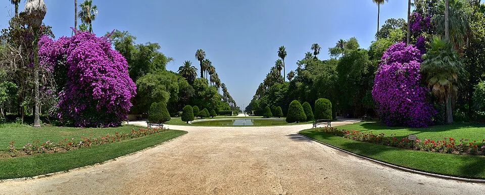 Allée de palmiers du Jardin d'Essai du Hamma à Alger